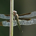 Camacinia othello (Black Knight) female near Frog Pond<br />Almost the end of wet season. Not many dragonflies are around. <br />Canon 7D + EF400 F5.6L